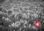 Image of igloo creek Alaska United States USA, 1925, second 18 stock footage video 65675051279