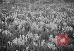 Image of igloo creek Alaska United States USA, 1925, second 19 stock footage video 65675051279