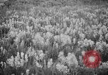 Image of igloo creek Alaska United States USA, 1925, second 20 stock footage video 65675051279