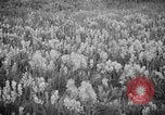 Image of igloo creek Alaska United States USA, 1925, second 21 stock footage video 65675051279
