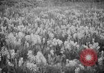 Image of igloo creek Alaska United States USA, 1925, second 22 stock footage video 65675051279