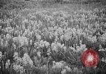 Image of igloo creek Alaska United States USA, 1925, second 23 stock footage video 65675051279