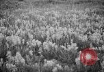 Image of igloo creek Alaska United States USA, 1925, second 24 stock footage video 65675051279