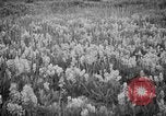Image of igloo creek Alaska United States USA, 1925, second 25 stock footage video 65675051279