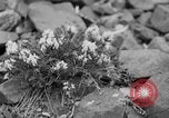 Image of igloo creek Alaska United States USA, 1925, second 29 stock footage video 65675051279