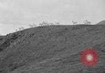 Image of herd of Caribou Alaska USA, 1929, second 23 stock footage video 65675051280