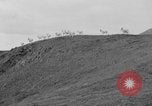 Image of herd of Caribou Alaska USA, 1929, second 24 stock footage video 65675051280
