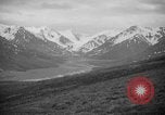 Image of herd of Caribou Alaska USA, 1929, second 39 stock footage video 65675051280