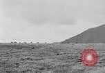 Image of herd of Caribou Alaska USA, 1929, second 55 stock footage video 65675051280
