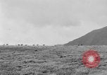Image of herd of Caribou Alaska USA, 1929, second 56 stock footage video 65675051280