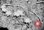 Image of Sable pass Alaska USA, 1925, second 10 stock footage video 65675051281