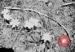 Image of Sable pass Alaska USA, 1925, second 11 stock footage video 65675051281