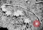 Image of Sable pass Alaska USA, 1925, second 12 stock footage video 65675051281