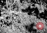 Image of Sable pass Alaska USA, 1925, second 13 stock footage video 65675051281