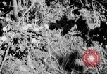 Image of Sable pass Alaska USA, 1925, second 14 stock footage video 65675051281