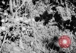 Image of Sable pass Alaska USA, 1925, second 16 stock footage video 65675051281