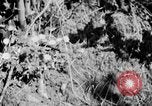 Image of Sable pass Alaska USA, 1925, second 17 stock footage video 65675051281