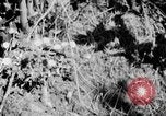 Image of Sable pass Alaska USA, 1925, second 18 stock footage video 65675051281
