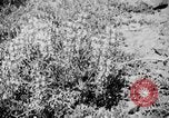 Image of Sable pass Alaska USA, 1925, second 22 stock footage video 65675051281