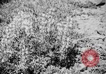 Image of Sable pass Alaska USA, 1925, second 25 stock footage video 65675051281