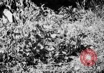 Image of Sable pass Alaska USA, 1925, second 27 stock footage video 65675051281