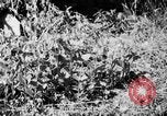 Image of Sable pass Alaska USA, 1925, second 29 stock footage video 65675051281