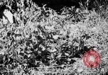 Image of Sable pass Alaska USA, 1925, second 31 stock footage video 65675051281