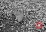 Image of Sable pass Alaska USA, 1925, second 59 stock footage video 65675051281