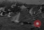 Standbild Brieftauben Selby England, 1936, aus Sekunde 14 historischem Filmmaterial Videoclip 65675051381