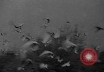Standbild Brieftauben Selby England, 1936, aus Sekunde 15 historischem Filmmaterial Videoclip 65675051381