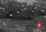 Standbild Brieftauben Selby England, 1936, aus Sekunde 23 historischem Filmmaterial Videoclip 65675051381
