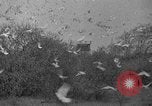 Standbild Brieftauben Selby England, 1936, aus Sekunde 24 historischem Filmmaterial Videoclip 65675051381