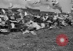 Standbild Brieftauben Selby England, 1936, aus Sekunde 27 historischem Filmmaterial Videoclip 65675051381