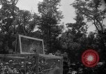 Immagine di Gli uccelli Messico, 1936, secondo 18 filmato di repertorio 65675051388
