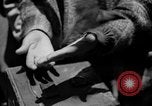 Immagine di Gli uccelli Messico, 1936, secondo 29 filmato di repertorio 65675051388