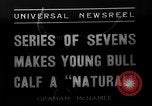 Image veau Hatfield Pennsylvania USA, 1936, de la seconde 9 séquences d'archives historiques vidéo 65675051393