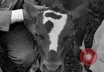 Image veau Hatfield Pennsylvania USA, 1936, de la seconde 14 séquences d'archives historiques vidéo 65675051393