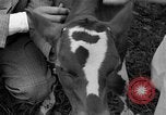 Image veau Hatfield Pennsylvania USA, 1936, de la seconde 15 séquences d'archives historiques vidéo 65675051393