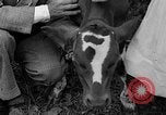 Image veau Hatfield Pennsylvania USA, 1936, de la seconde 20 séquences d'archives historiques vidéo 65675051393