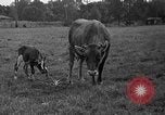 Image veau Hatfield Pennsylvania USA, 1936, de la seconde 23 séquences d'archives historiques vidéo 65675051393