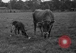 Image veau Hatfield Pennsylvania USA, 1936, de la seconde 24 séquences d'archives historiques vidéo 65675051393