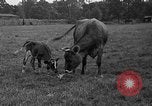 Image veau Hatfield Pennsylvania USA, 1936, de la seconde 25 séquences d'archives historiques vidéo 65675051393
