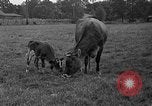 Image veau Hatfield Pennsylvania USA, 1936, de la seconde 26 séquences d'archives historiques vidéo 65675051393