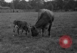 Image veau Hatfield Pennsylvania USA, 1936, de la seconde 27 séquences d'archives historiques vidéo 65675051393