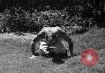 Image Procureur Mering Hollywood Los Angeles California USA, 1936, de la seconde 15 séquences d'archives historiques vidéo 65675051394
