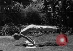 Image Procureur Mering Hollywood Los Angeles California USA, 1936, de la seconde 54 séquences d'archives historiques vidéo 65675051394