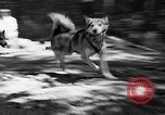 Image of Huskies Wonalancet New Hampshire USA, 1936, second 26 stock footage video 65675051396