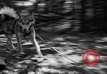 Image of Huskies Wonalancet New Hampshire USA, 1936, second 27 stock footage video 65675051396
