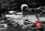 Image of Huskies Wonalancet New Hampshire USA, 1936, second 28 stock footage video 65675051396
