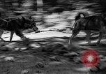 Image of Huskies Wonalancet New Hampshire USA, 1936, second 29 stock footage video 65675051396
